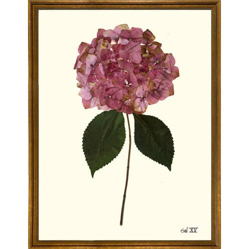 Homegrown Art Co - Wholesale Art Print - Garden Rose Pressed Hydrangea XV - Framed Botanical Art Print