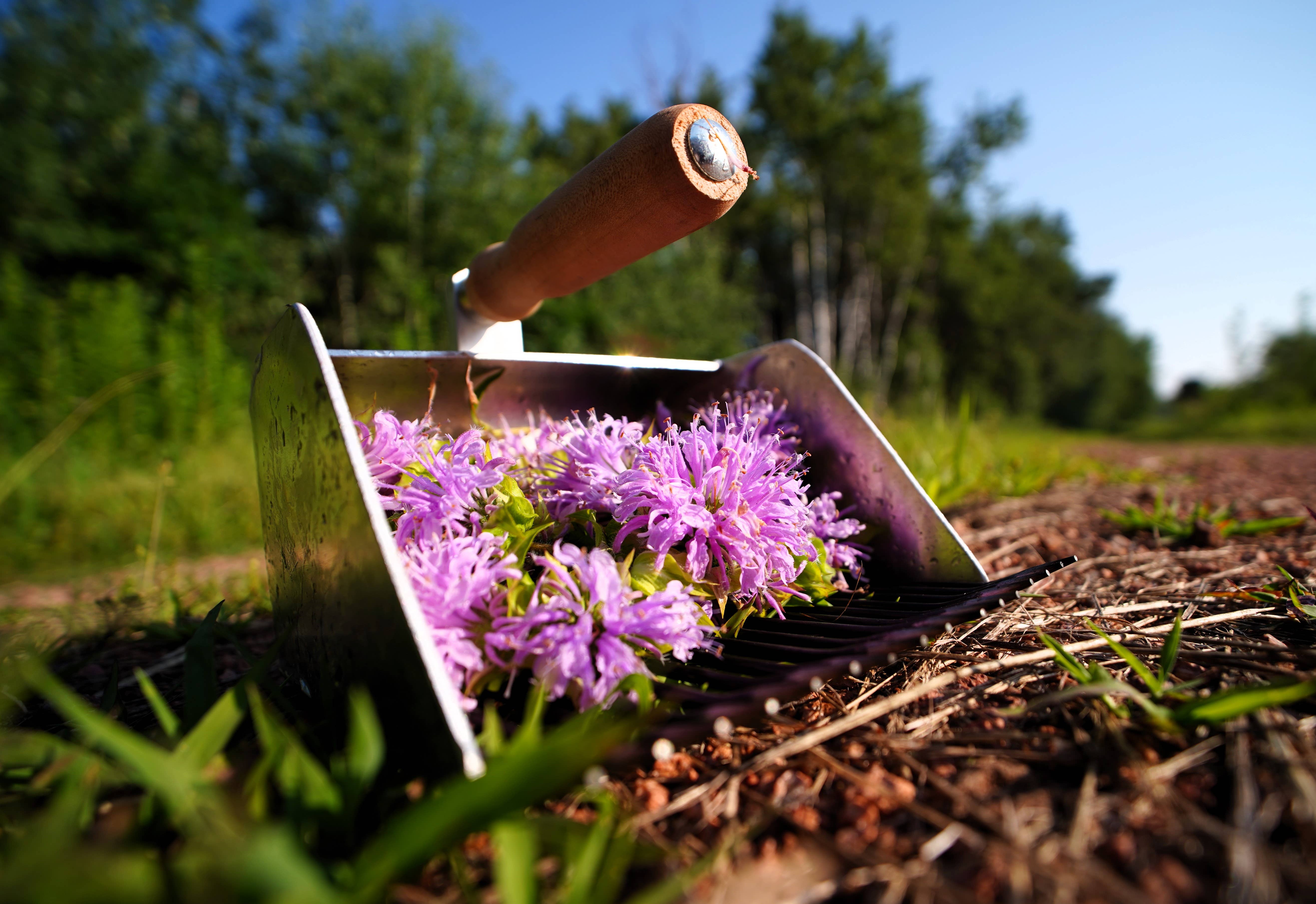 Northwoods Tea & Herb LLC - Wholesale Loose Tea - Bee Balm Tea 4