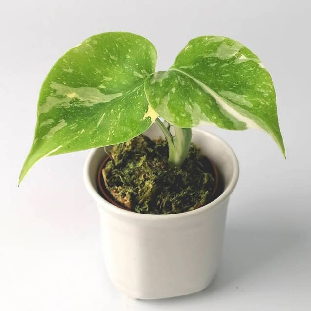 Dutch Flower Lady - Vendita all'ingrosso Piante vive - 10 piante rare di Monstera Thai Constellation in tutto il mondo3