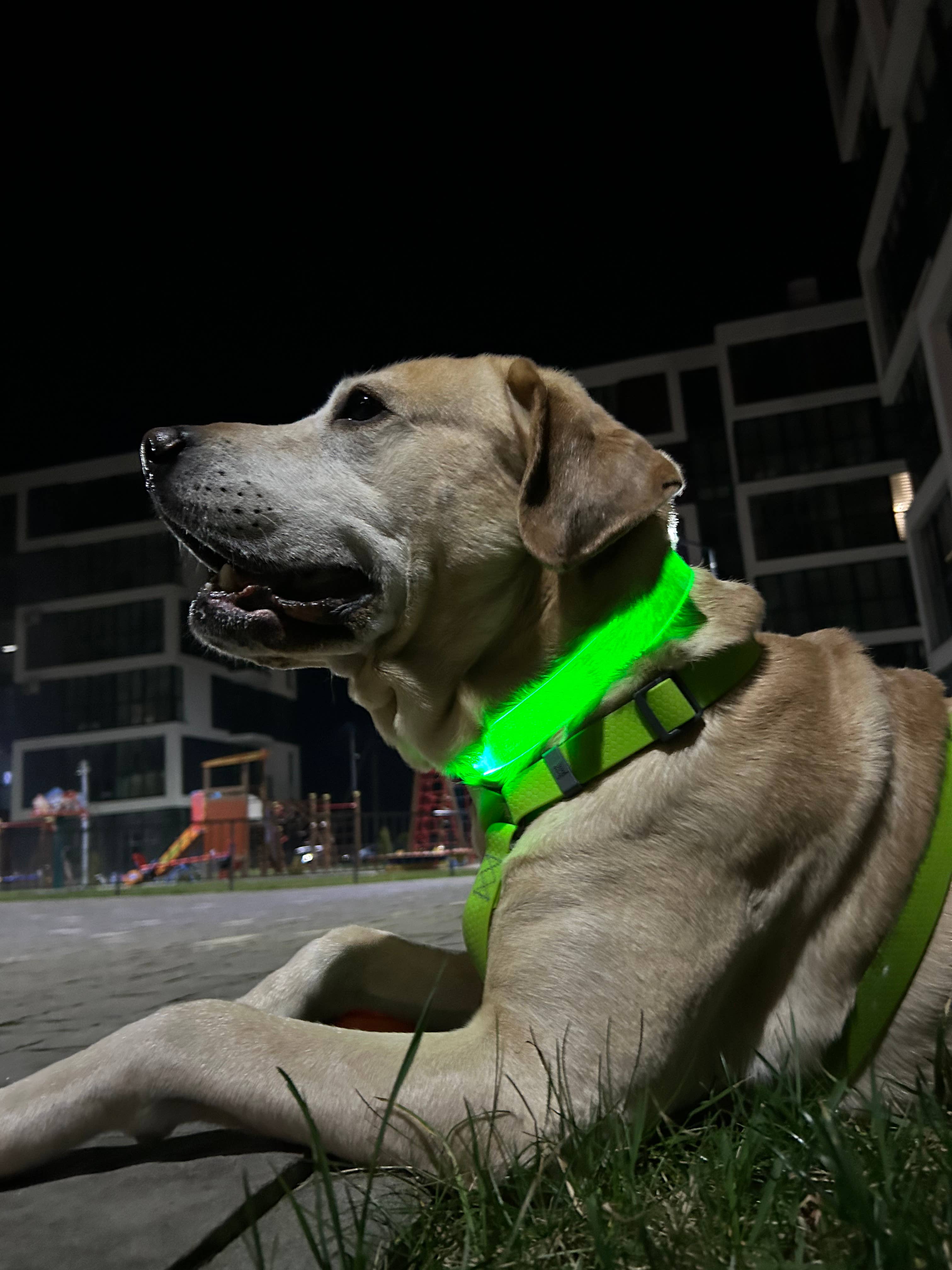 WAUDOG LED Collar — Bright LED, Adjustable Fit & Color for wholesale on Faire10
