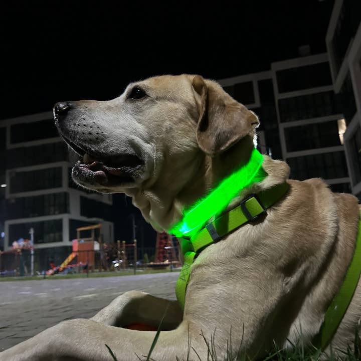 WAUDOG LED Collar — Bright LED, Adjustable Fit & Color for wholesale on Faire10