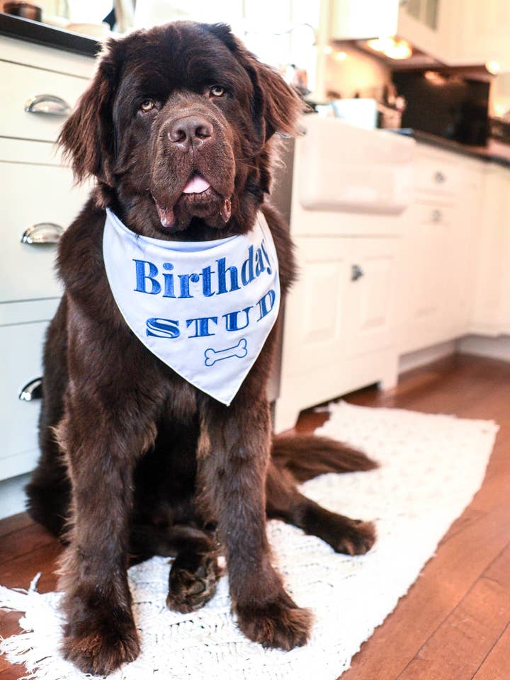 Geborduurde bandana voor verjaardagsjongens voor wholesale door Kendall Wags