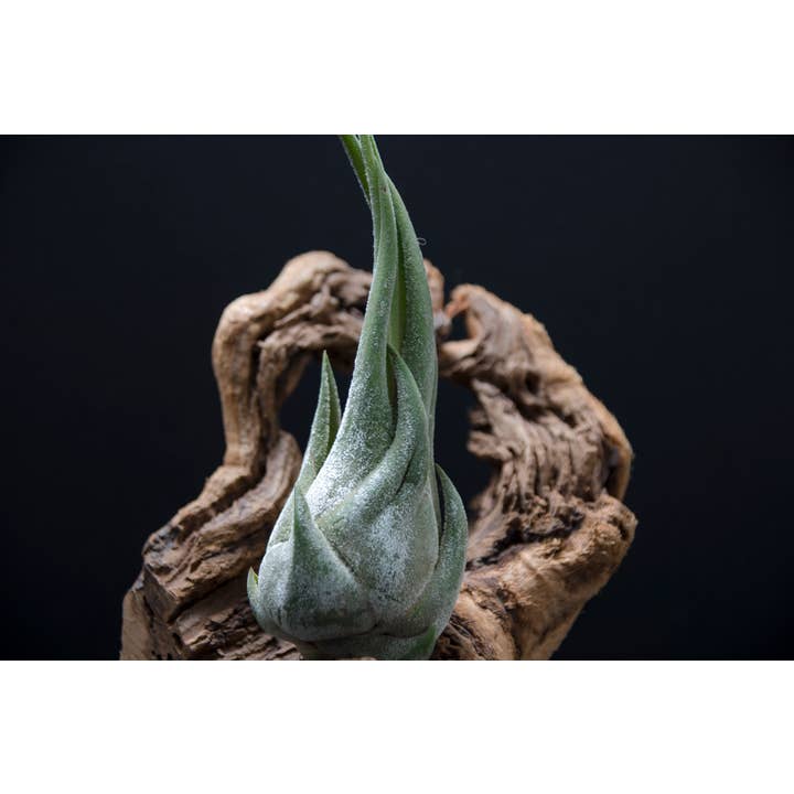 The Artizan Way - Wholesale Live Plant - Tillandsia Seleriana - Live Air Plant5