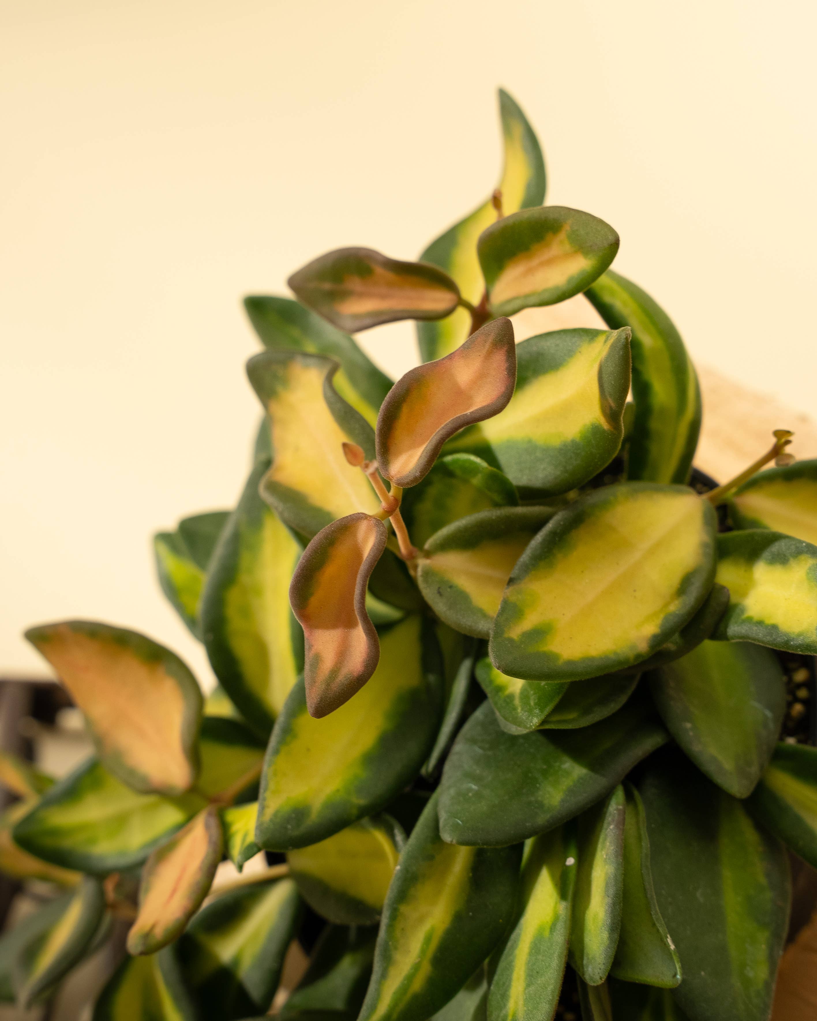 BWH Plant Co - Wholesale Live Plant - 4" Hoya 'DS70' Variegated2