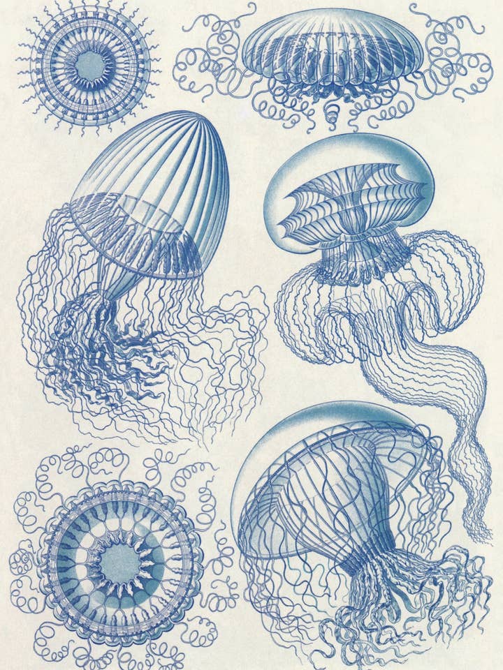 Postcard Leptomedusae (091573) for wholesale by The Knowledge of Things by Catch Publishing