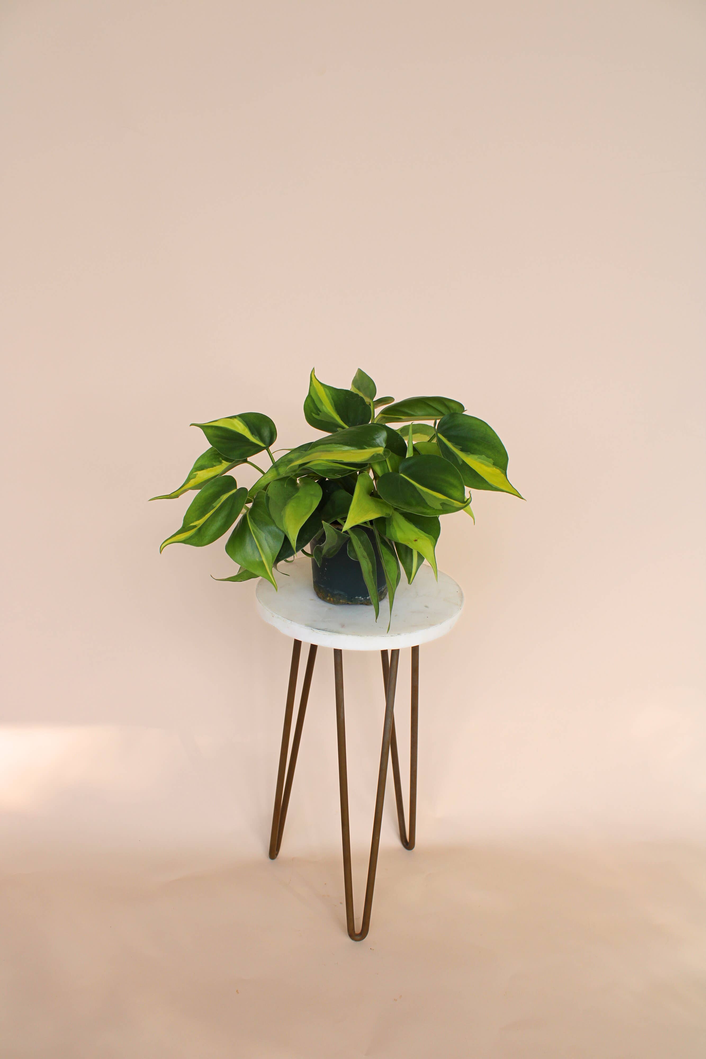 Hidden Valley Ranch & Nursery Inc - Wholesale Live Plant - 4" Philodendron Brasil -Philodendron Hederaceum ‘Brasil’ 🪴0