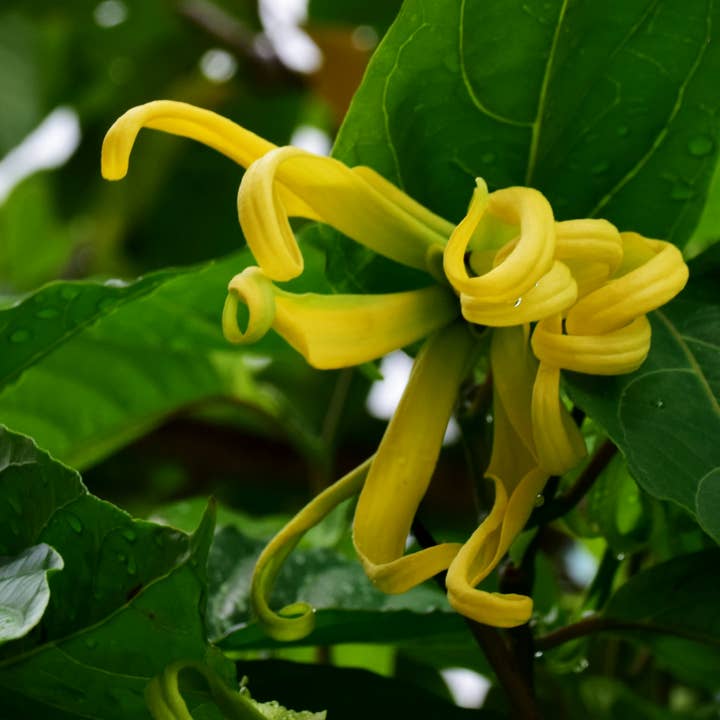 Blackmarket - Wholesale Hand Soap/Wash - SINGLE REFILL in Remember Summer10