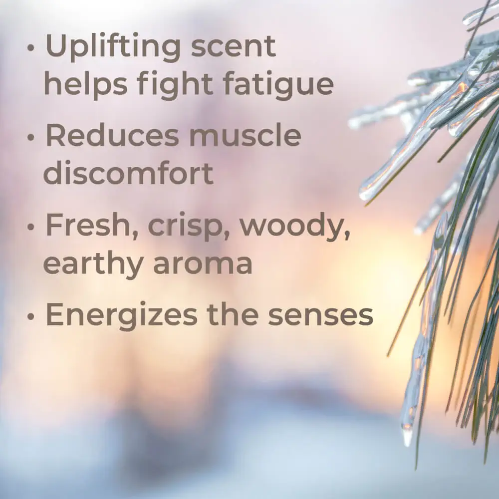 Plant Therapy - Wholesale Essential Oil - Organic Black Spruce Essential Oil 10 mL3