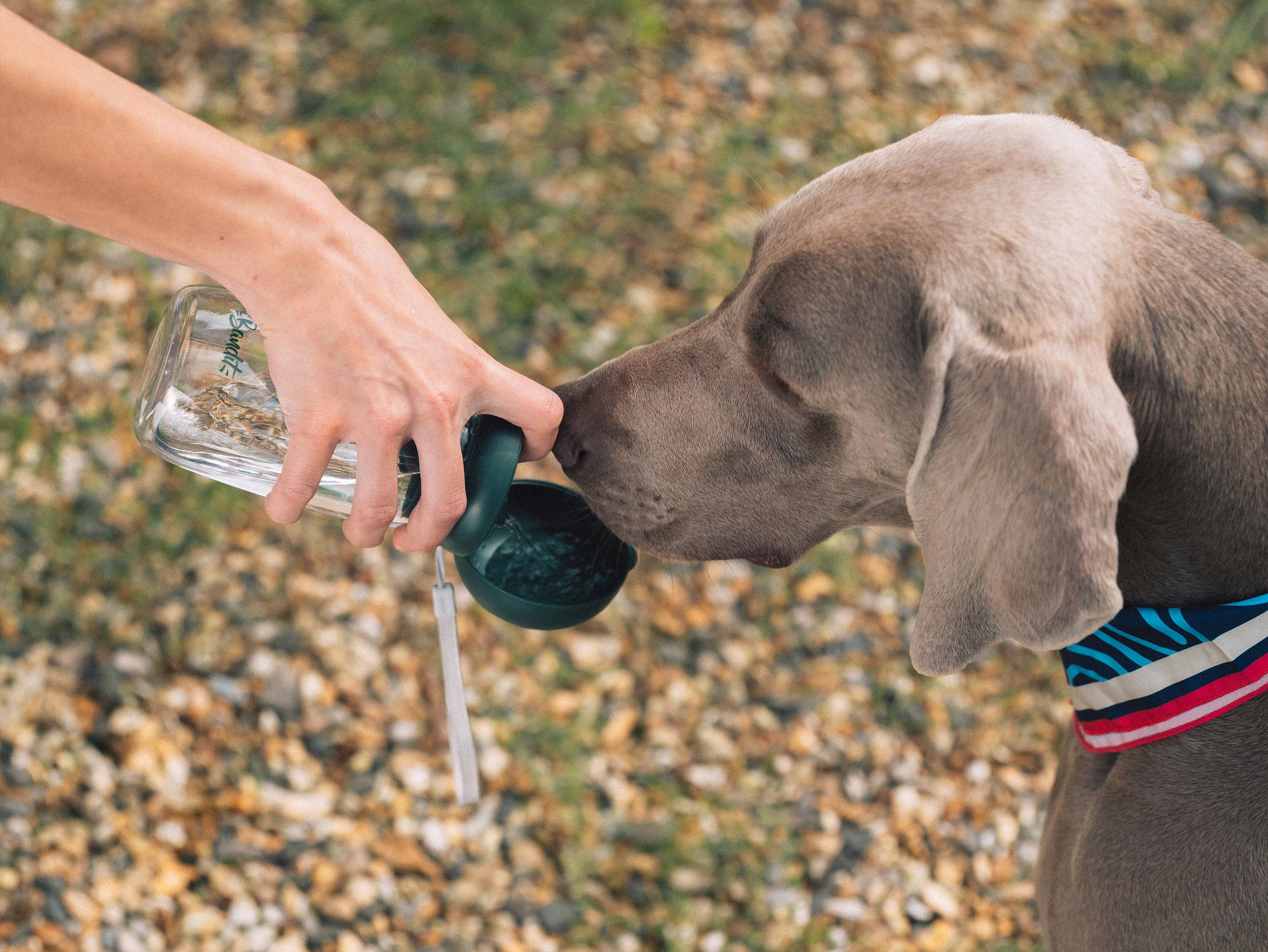 French Bandit - Wholesale Pet Water Bottle - Dog - Dog water bottle4