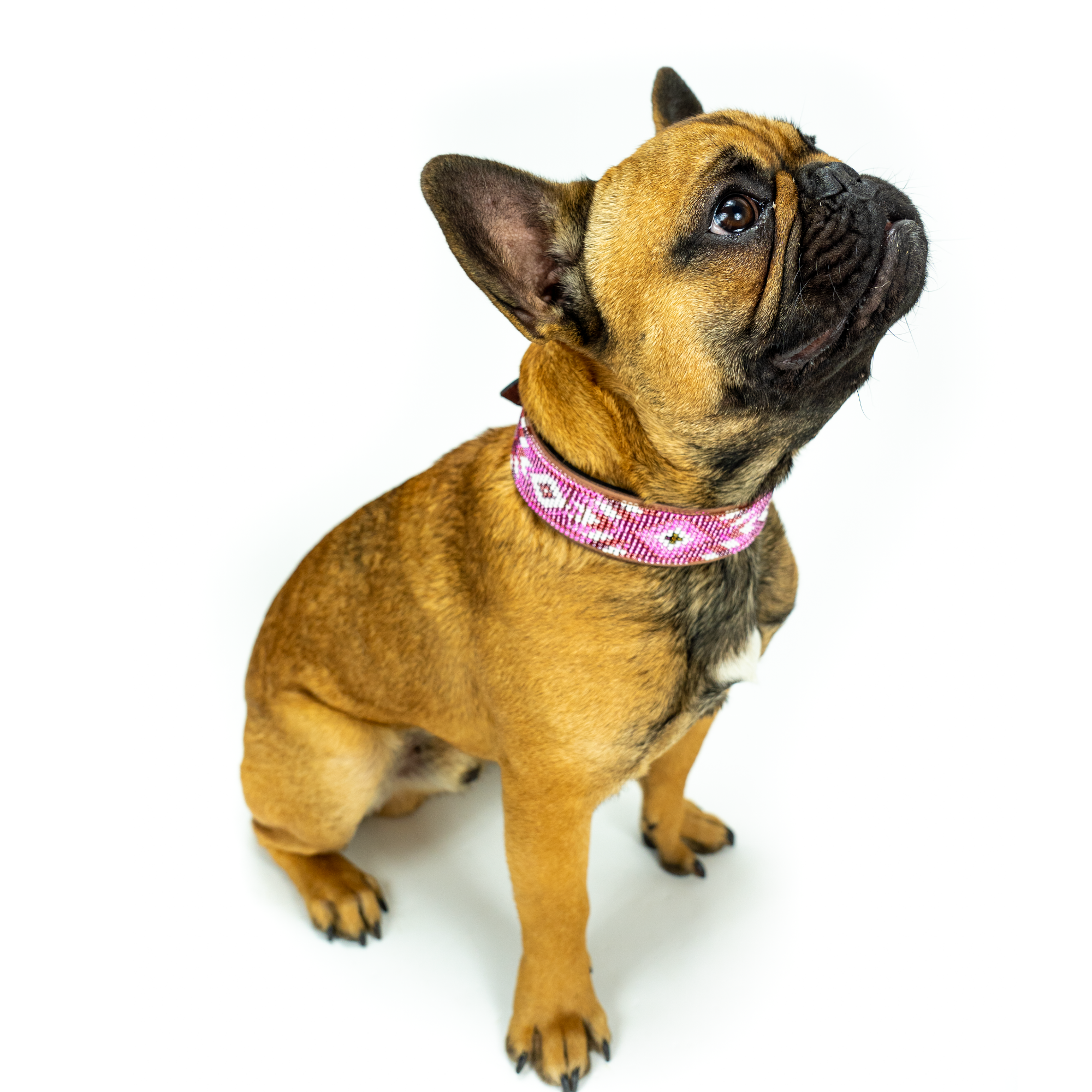 Sambboho - Wholesale Pet Collar - Dog - Melrose Sambboho Dog Collar (Deluxe Edition)7