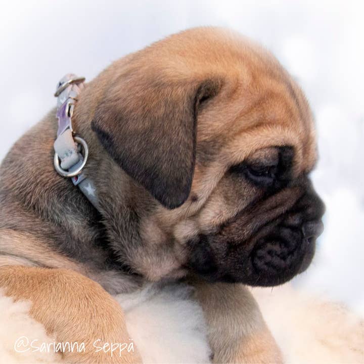 FINNERO - Vendita all'ingrosso Collare - Cani - Collare FINNERO BAMBINO Super Soft, 3 colori6