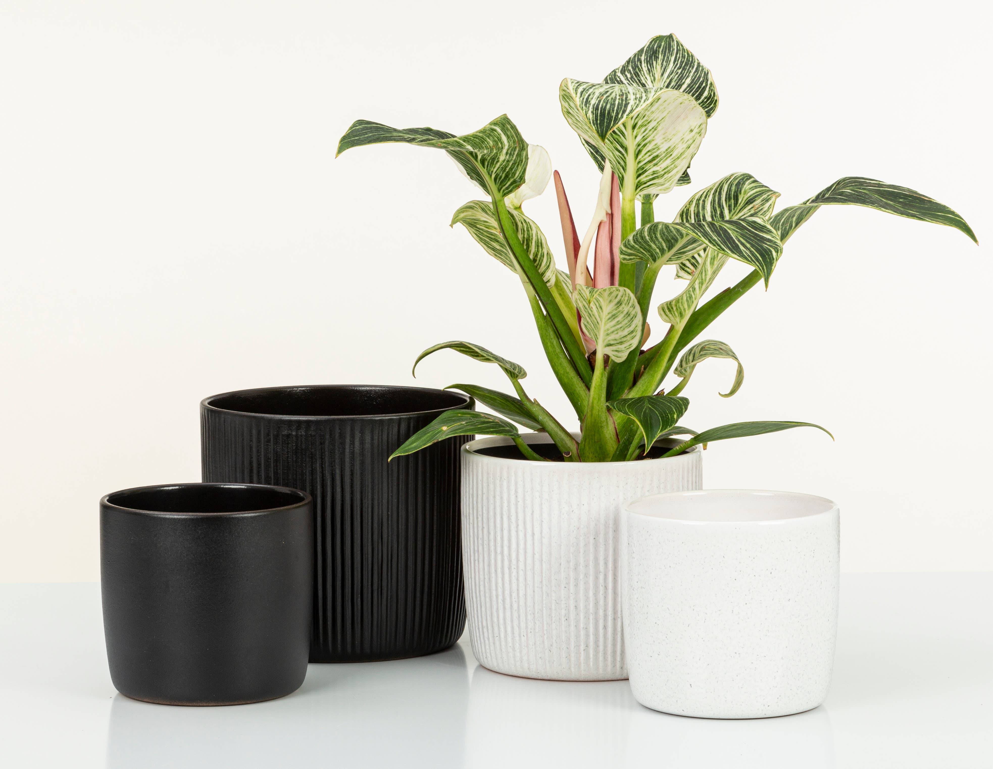 Scheurich - Wholesale Plant Pot - Set of 2 Solido Linea 909 ceramic planters9
