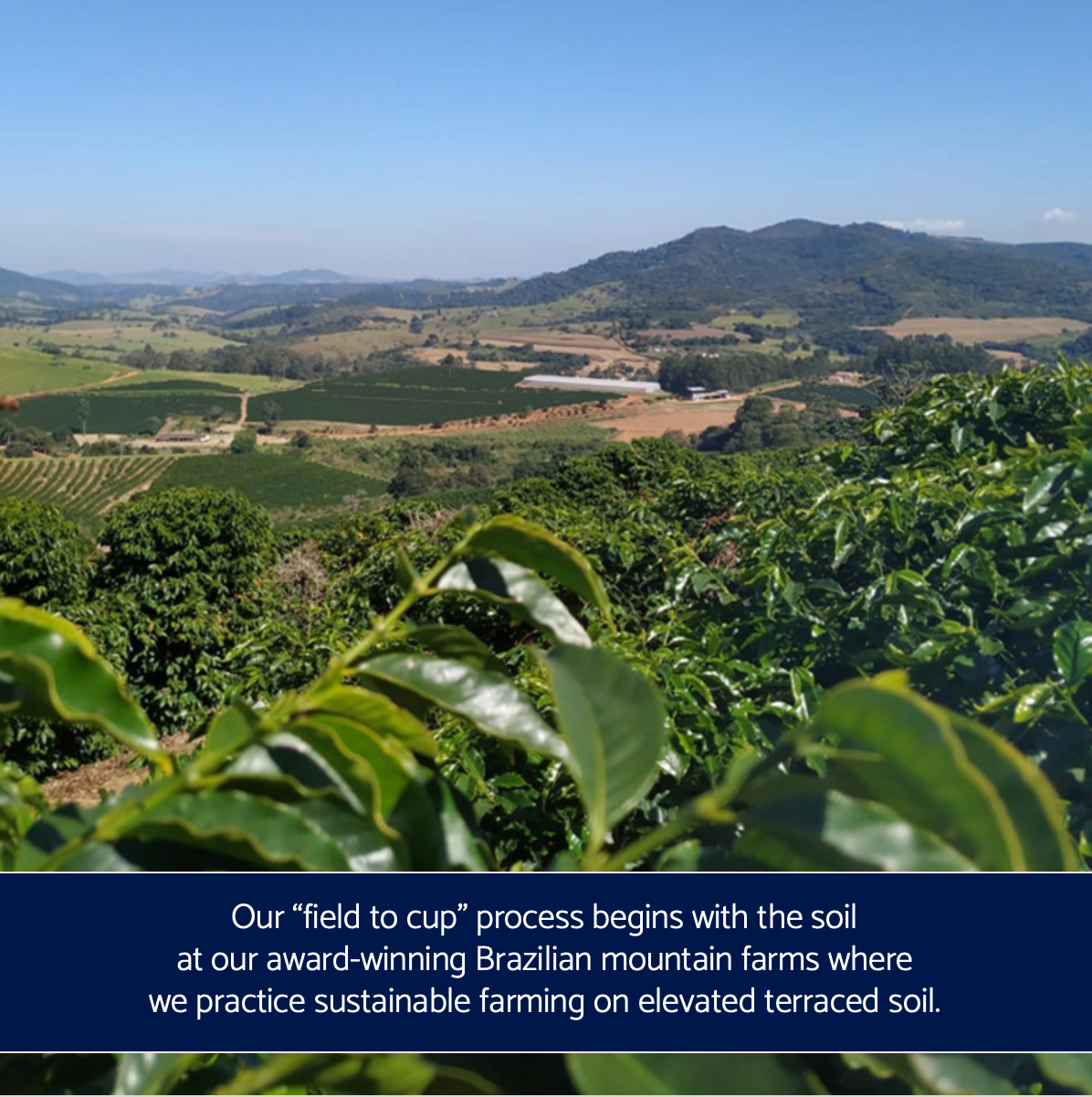 Dois Americanos – Engroshandel Kaffebønner – Dois Americanos Morgen Stege Kaffe, Lysstegt3