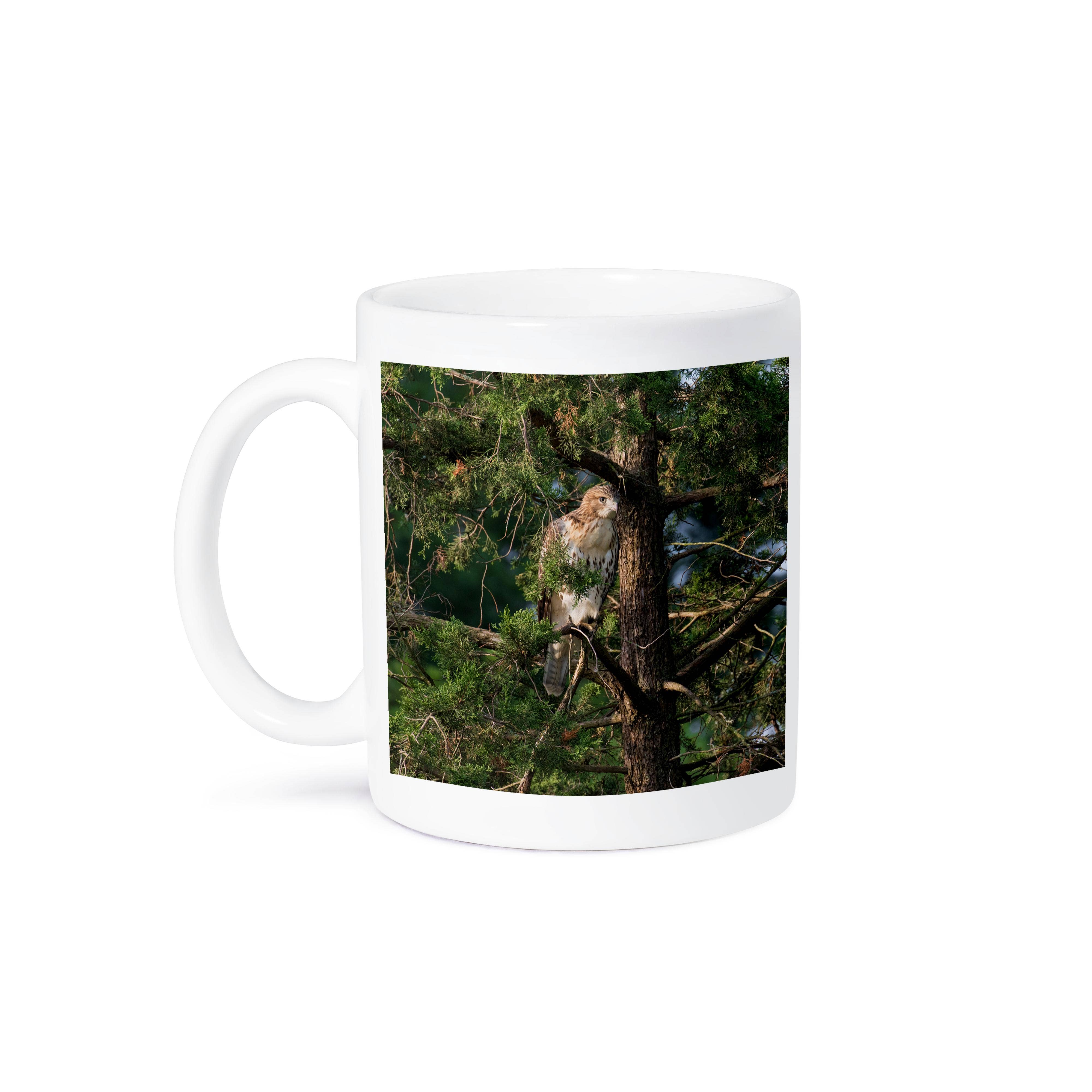 3dRose - Wholesale Coffee Mug - 3dRose, Red shouldered Hawk, Buteo Lineatus, immature, Marion County, Illinois, Mug8