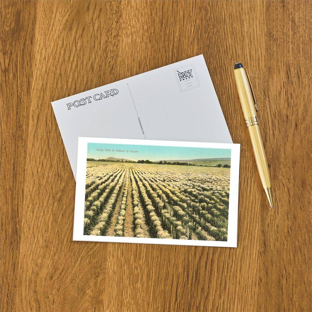 Found Image Press - Wholesale Postcard - Postcard FR-246 Lettuce Field in Bloom1