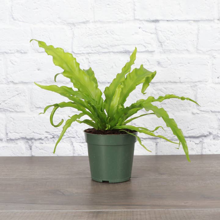 Thorsen's Greenhouse - Wholesale Live Plant - Victoria Bird's-Nest Fern - Live Plant