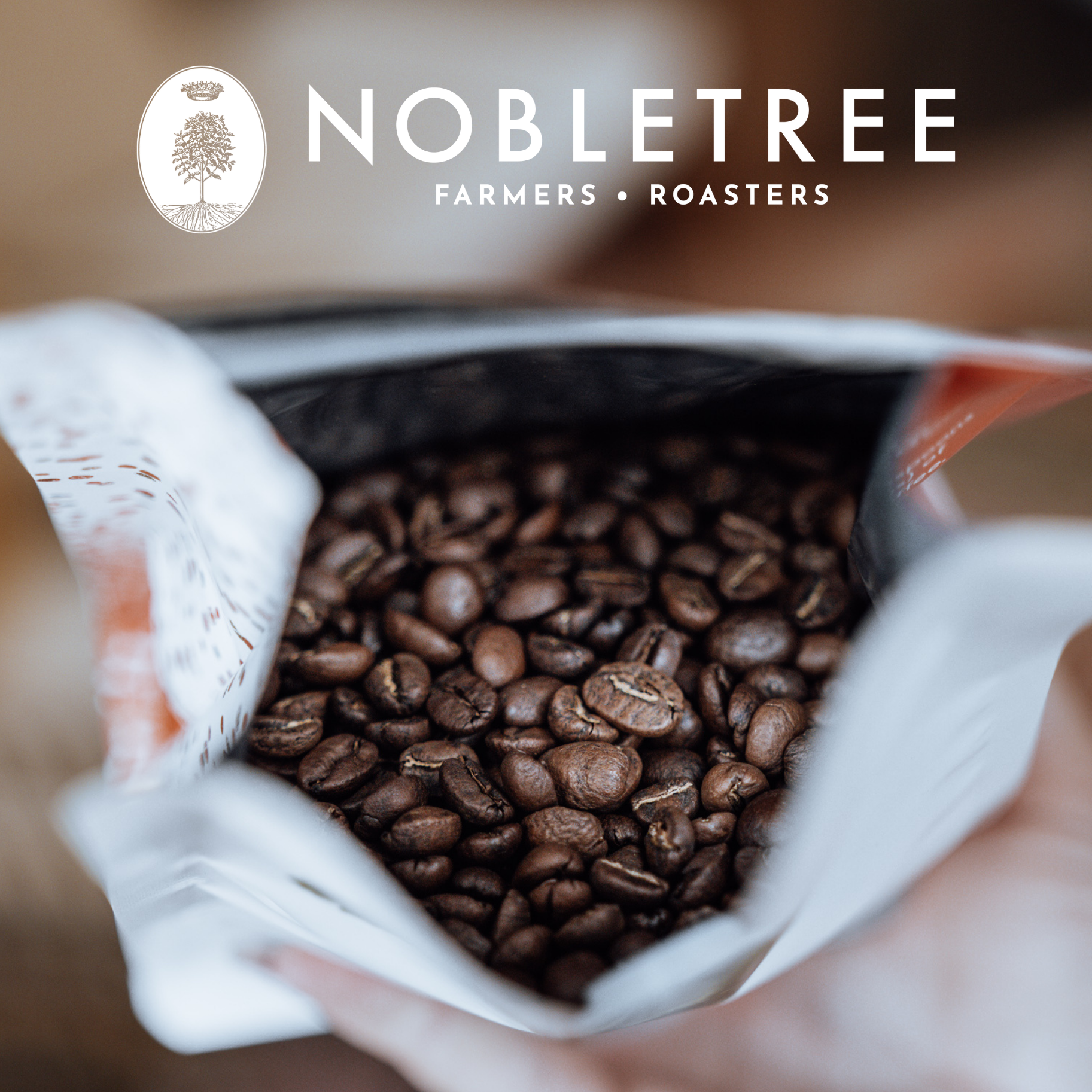 Nobletree Coffee - Wholesale Coffee Beans - 2022 Gourmet Holiday Coffee Bundle (20 Bags) Whole Beans7
