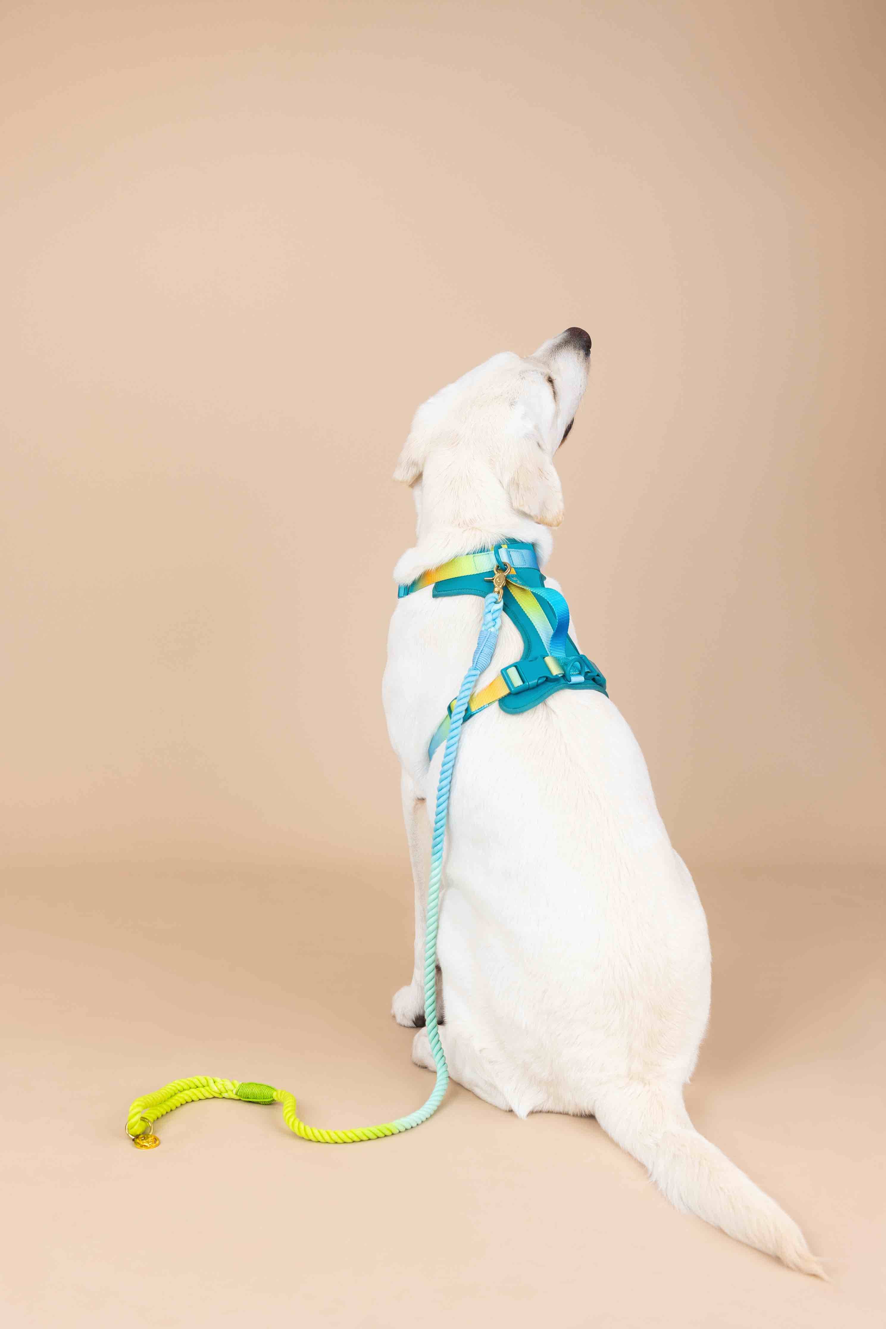 Pink Papyrus | Premium, Durable, & Stylish Dog Products - Wholesale Pet Harness - Dog - Joey Dog Harness | No Pull Harness | Teal Dog Harness5