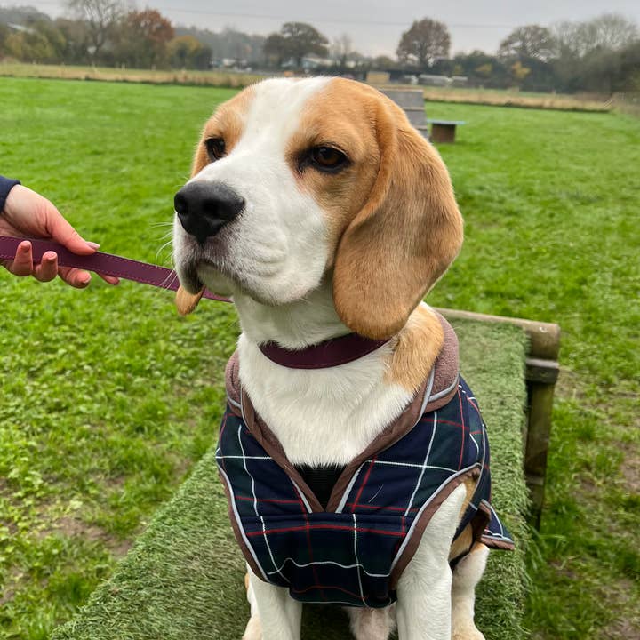 HugglePets - Vente Laisse – chien - Laisse pour chien HugglePets Legacy en cuir30