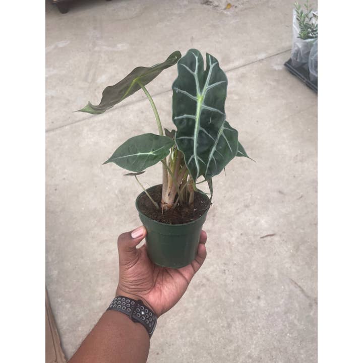 Triad Plants - Vente Plante - Alocasia Polly de 4 po1
