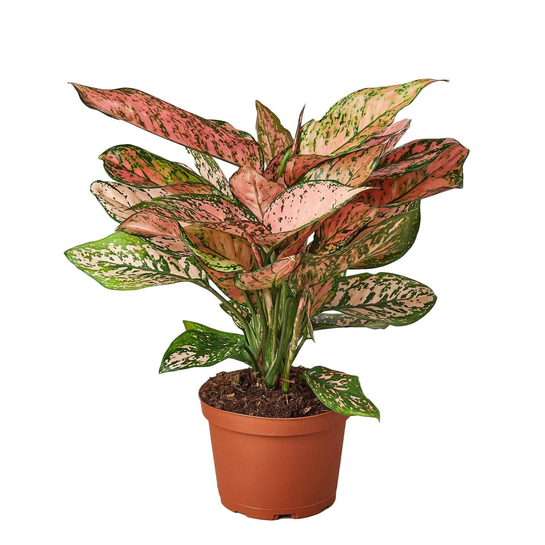 Bumble Plants - Wholesale Live Plant - Aglaonema Cherry Anyanmanee 'Lady Valentine'9