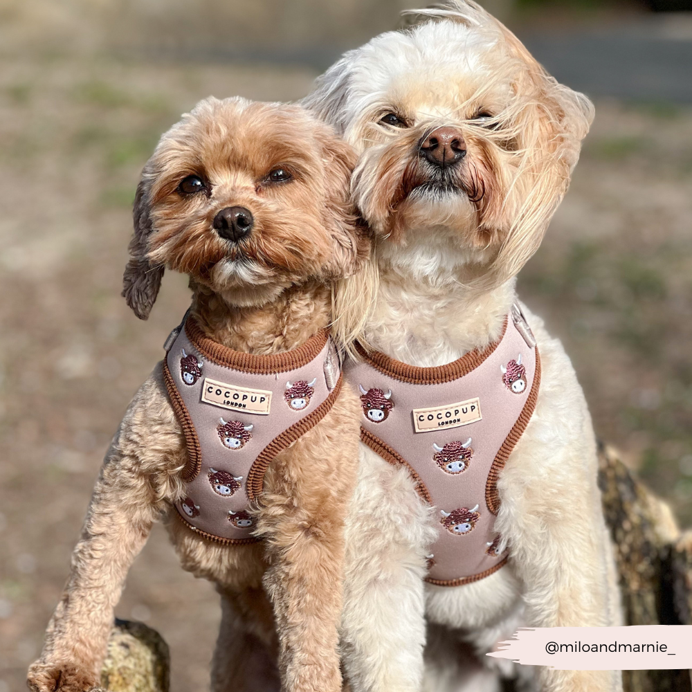 Cocopup London - Wholesale Pet Harness - Dog - Harold the Highland Cow Adjustable Neck HARNESS17