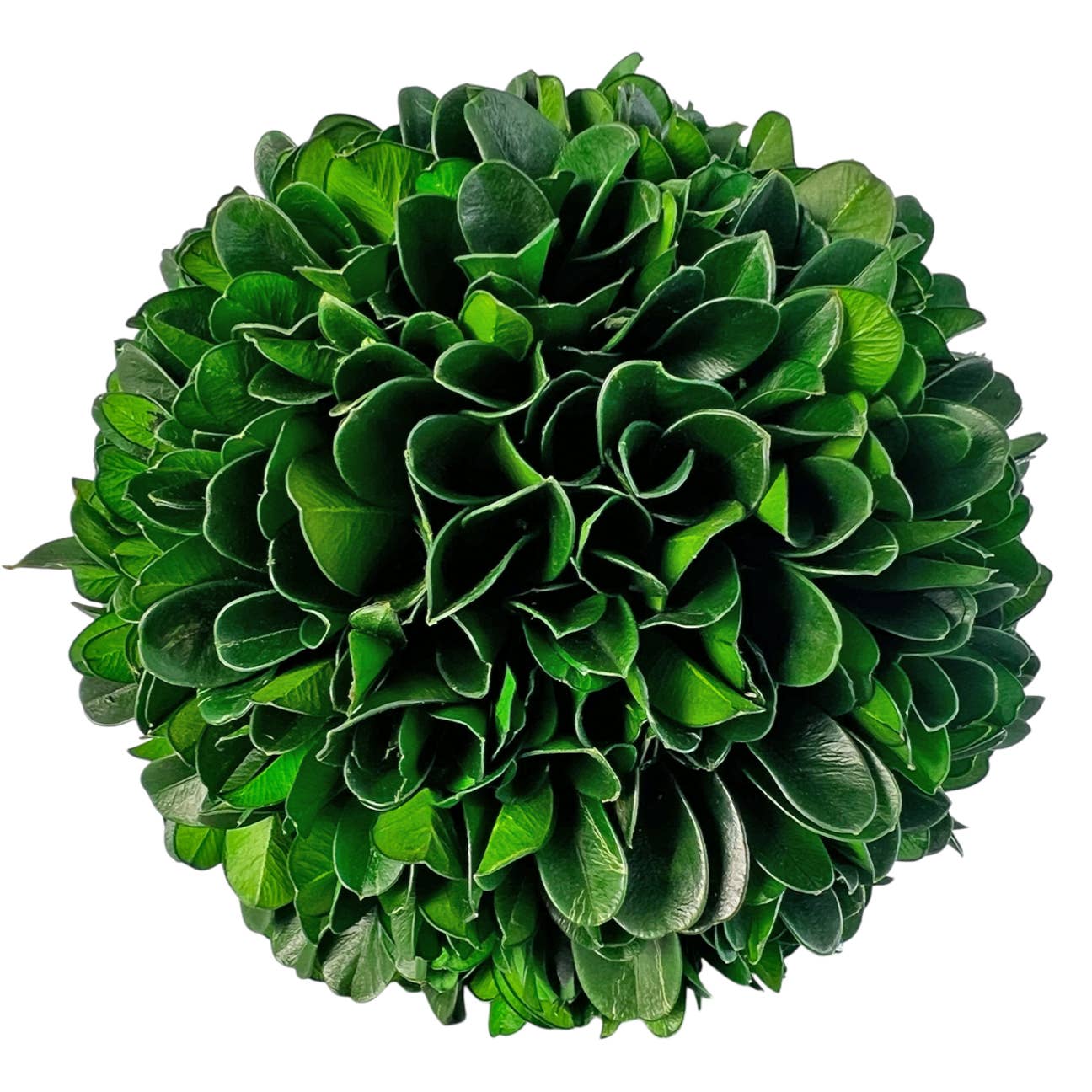 2626 Designs - Wholesale Dried/Pressed Flowers - Box of 3 Preserved Decorative Boxwood Cockscomb Topiary Ball2