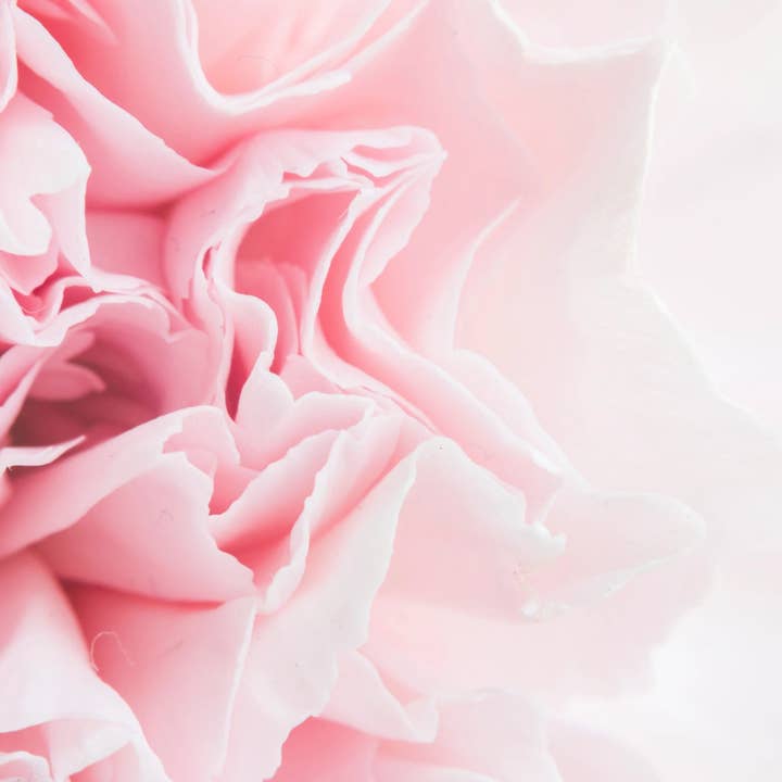 Carnation Incense Cones for wholesale by Beaches of Tunisia, LLC