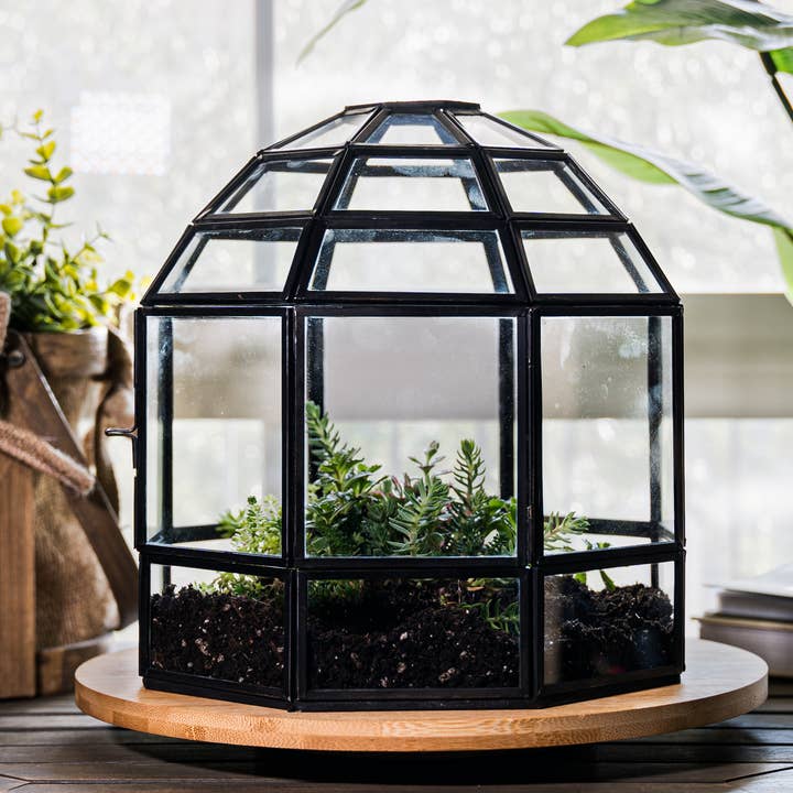 Stor glas terrarium fuglebur håndlavet plantepynt 9x10" for engroshandel hos Urban Born