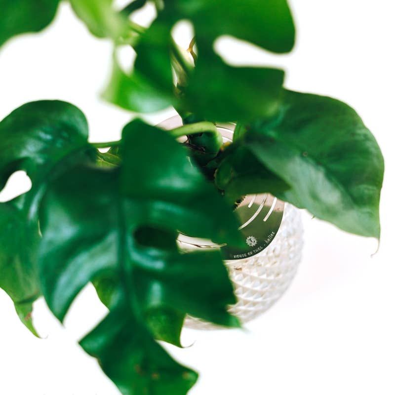 House Of Thol - Wholesale Plant Pot - HELIOS - Propagation Disk for Cuttings, Bulbs & Pits8