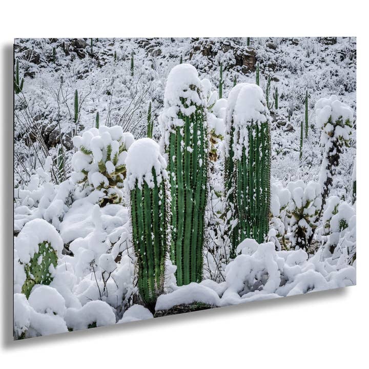 Saguaro Cactus Photography: Black and White Desert Minimalist Wall Art for wholesale by Images By Cheri