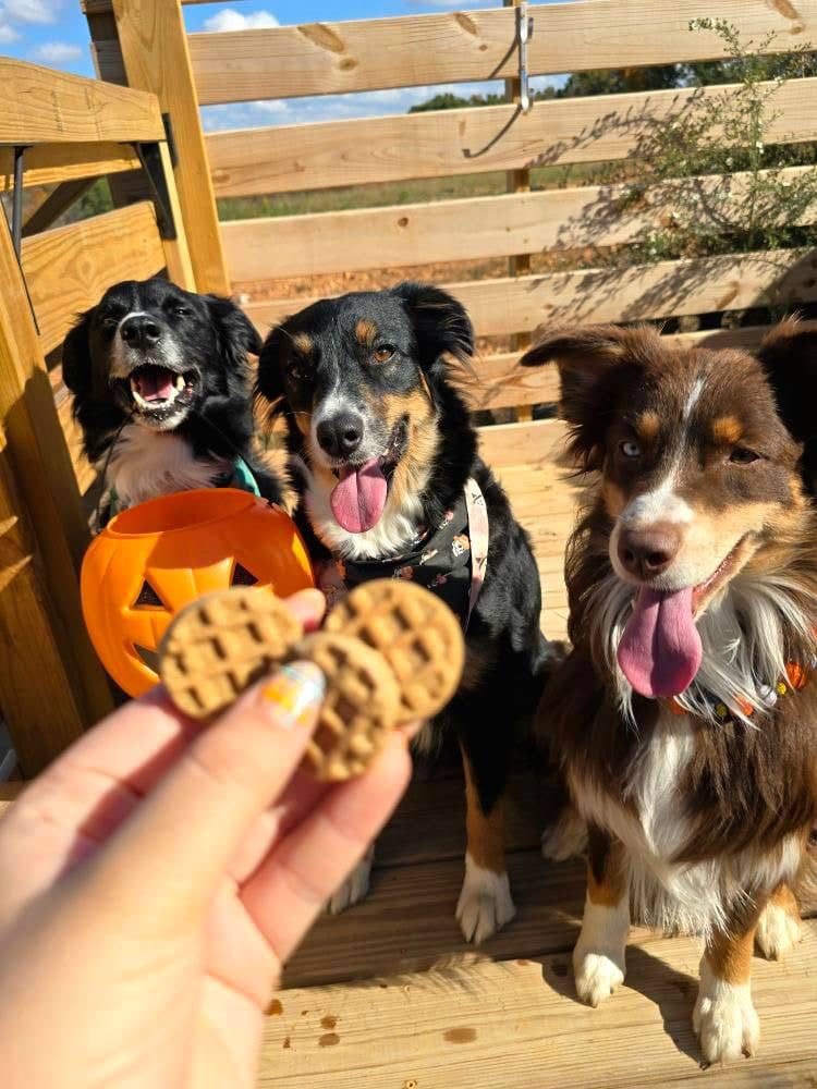 Big Sky Barkery - Vente Friandises – chien - Woofles5