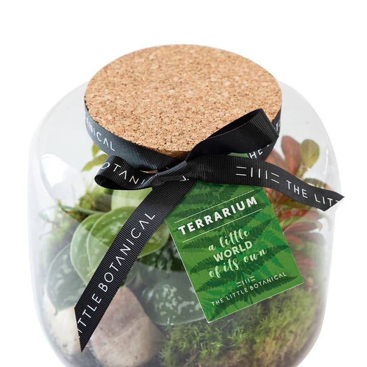 The Little Botanical – wholesale Terrarium – Round Glass Terrarium - Pre-Planted & Easy Care4