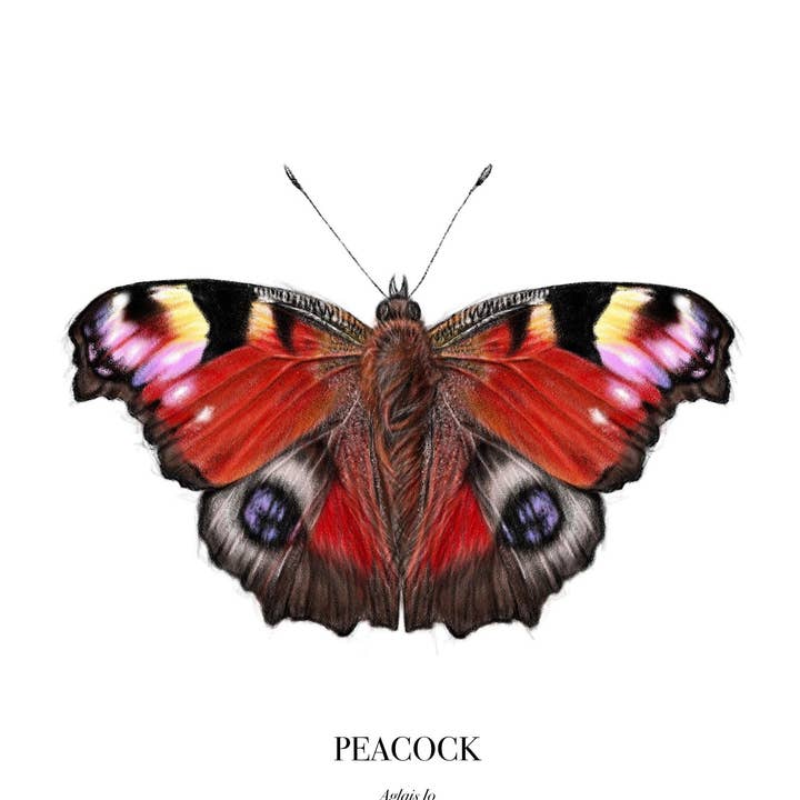 Butterfly Print-Painting-Art Print-Science Illustration for wholesale by Svhillustration