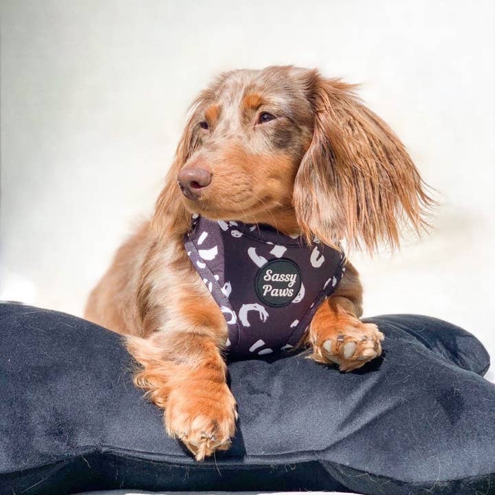 Sassy Paws Collection - Vente Harnais – chien - Harnais pectoral pour chien - « Black Panther »3