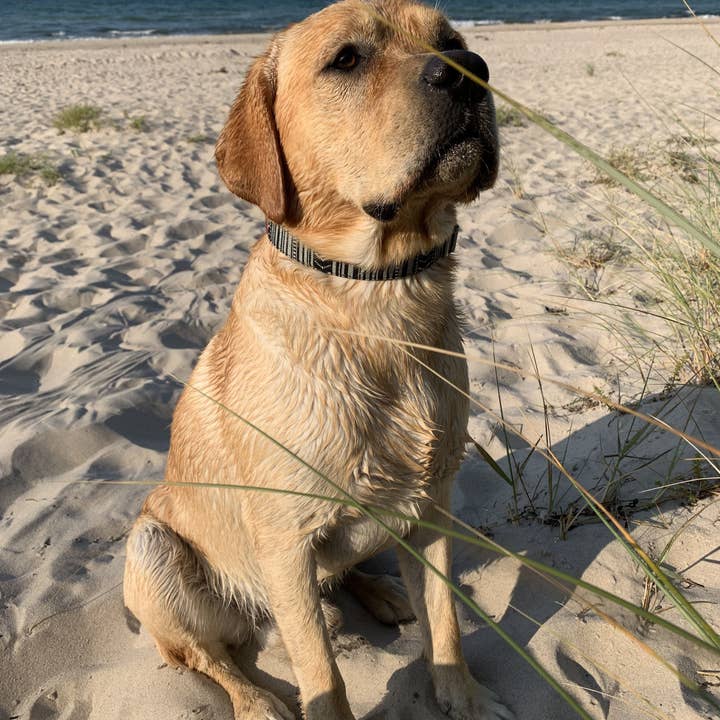 Made By Nami - Wholesale Pet Collar - Dog - Boho Dog Collar - Black2