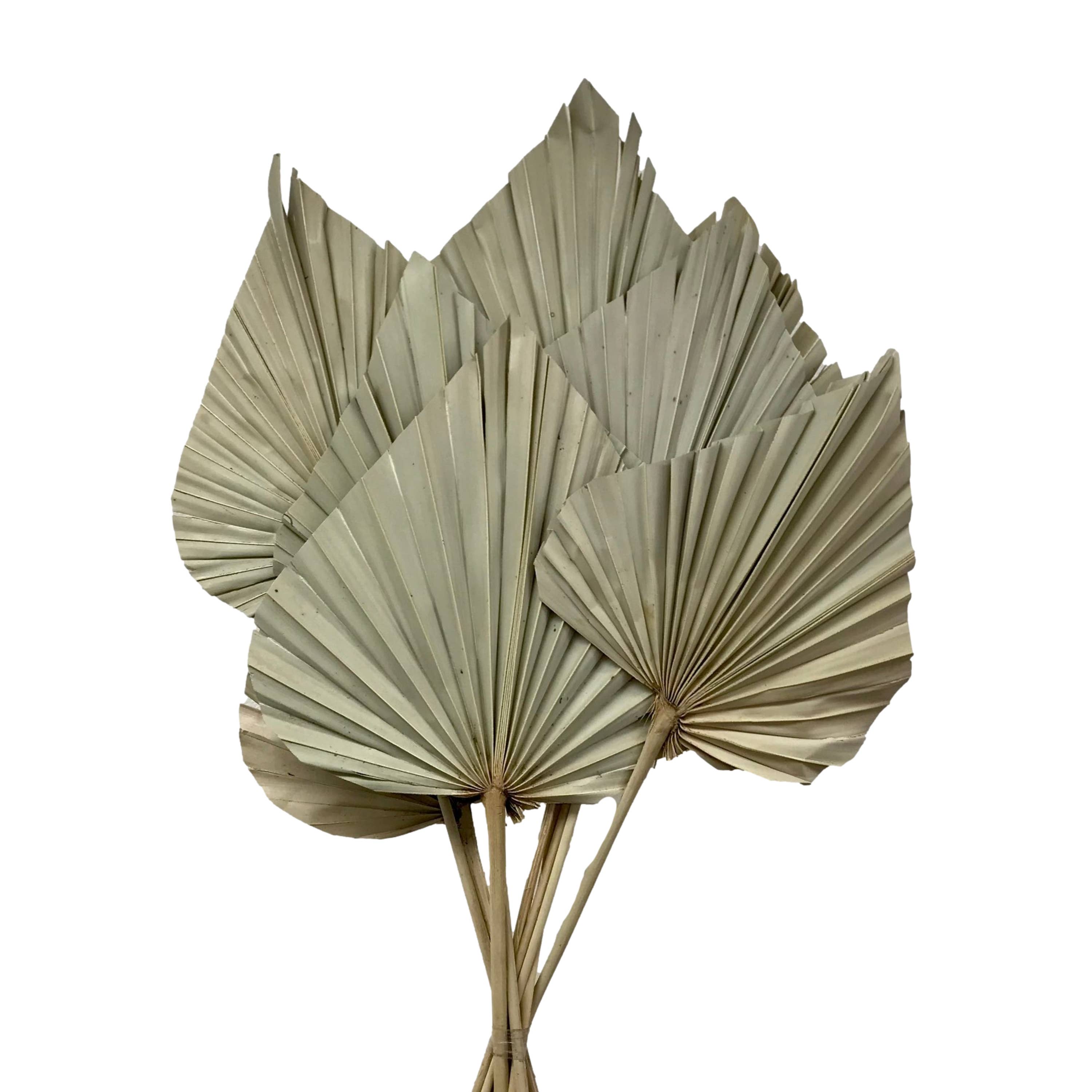 Wilco Home – Engroshandel Tørrede/pressede blomster – 10 tørrede naturlige palmeblade på stilk, bundt10