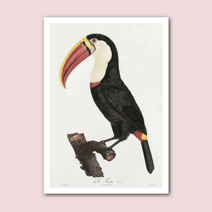 Impressão de história natural vintage tucano por atacado de Holland Road Prints