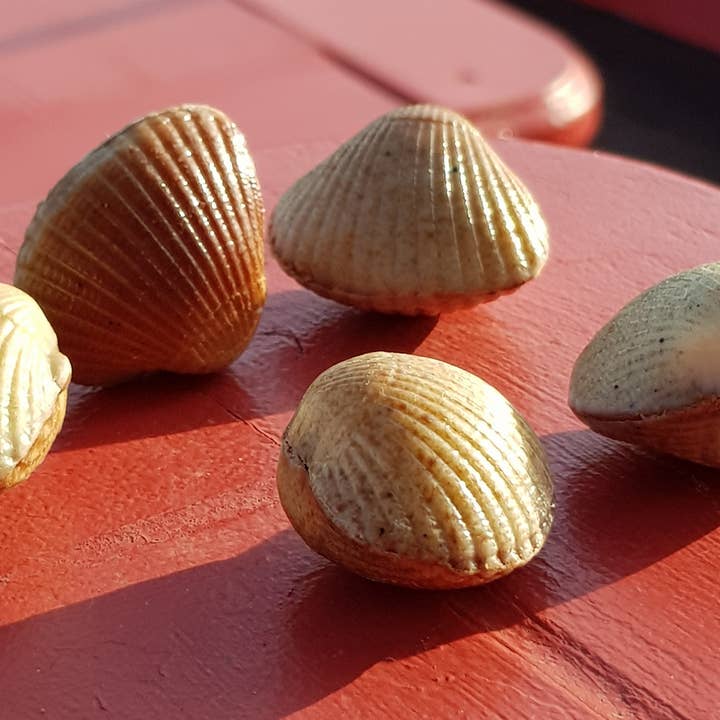 Les Coques de Cabourg - Wholesale Chocolate Box - Les Coques de Cabourg6