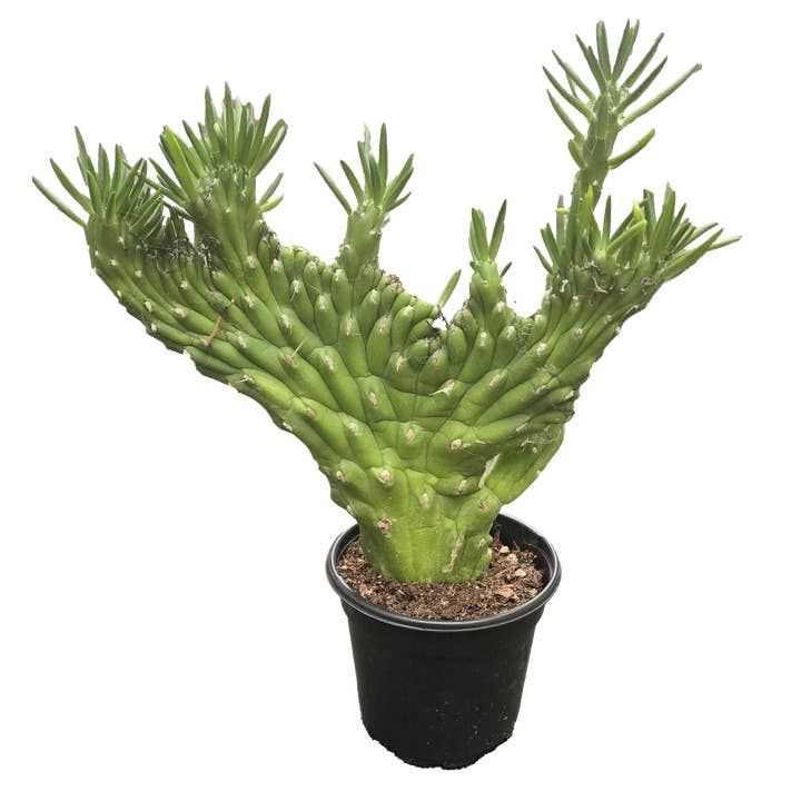 Cactus Opuntia Subulata Crested 4 inch Grower Pot for wholesale by Arcadia Garden Products