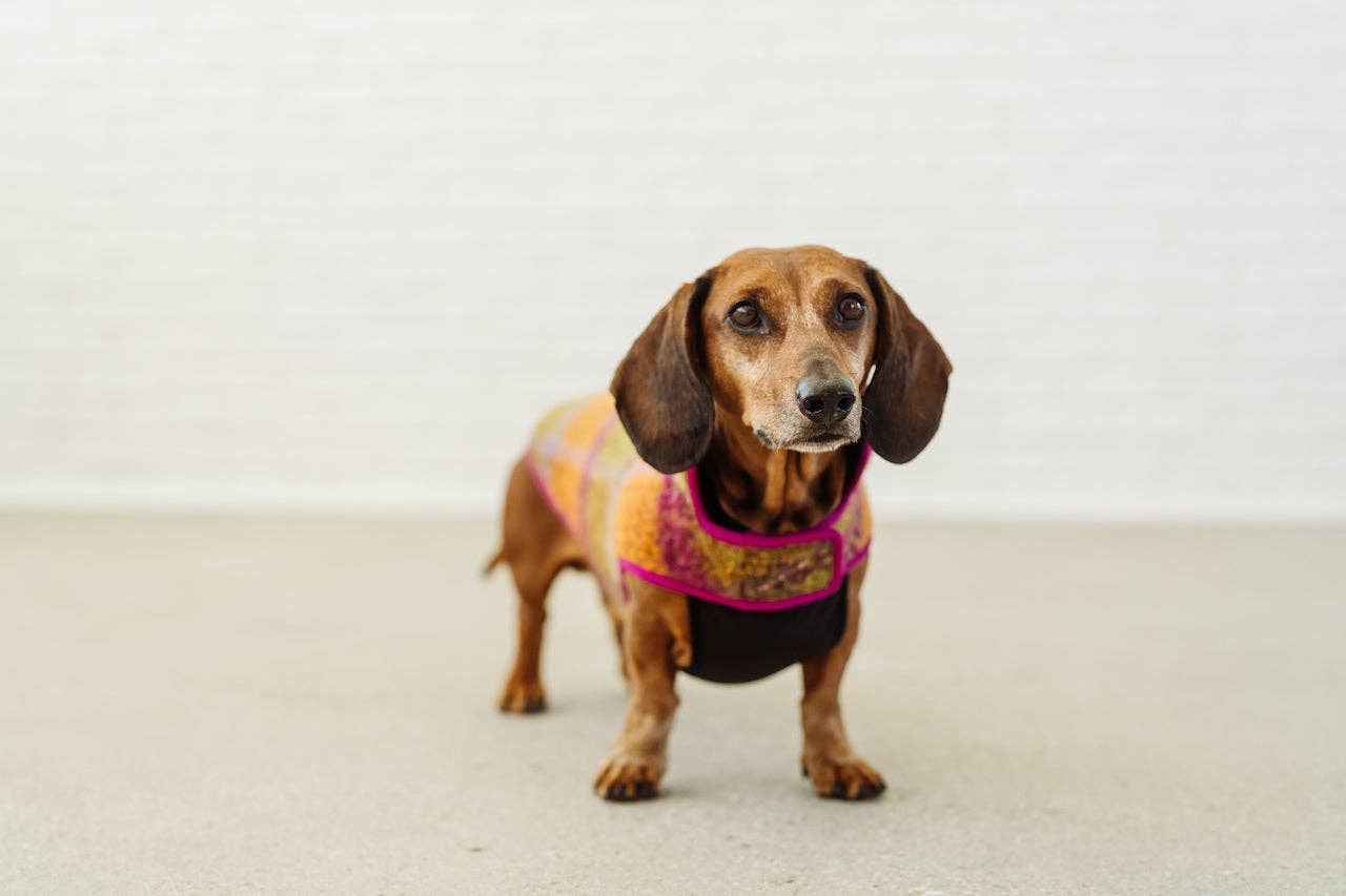 Dachshund Couture - Vendita all'ingrosso Cappotto - Cani - Cappotto invernale Degas per bassotto7