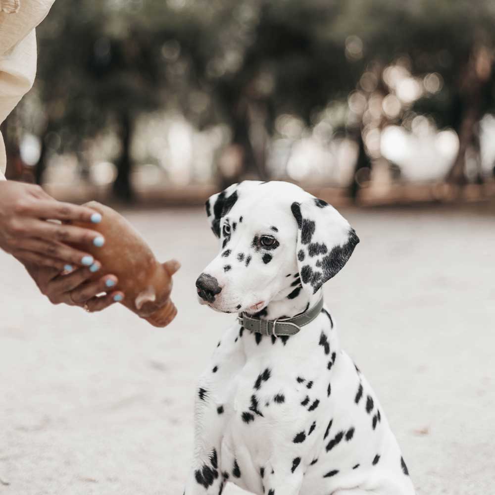 POCURULL SL (Retorn) - Wholesale Kauwspeeltje voor honden - Hond - Rub Spaarvarken Honden Speelgoed - L4