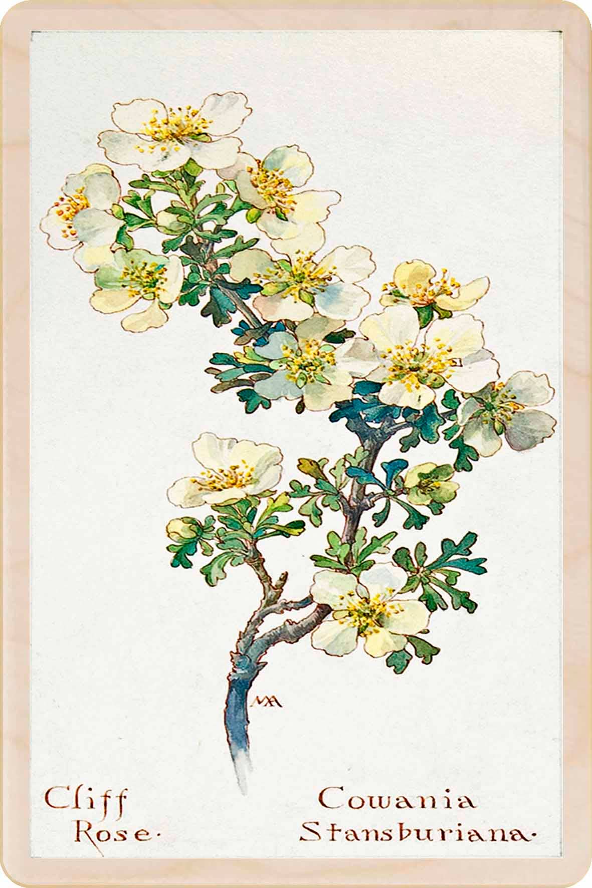 Wholesale CLIFF ROSE sustainable wood card, wood magnet for