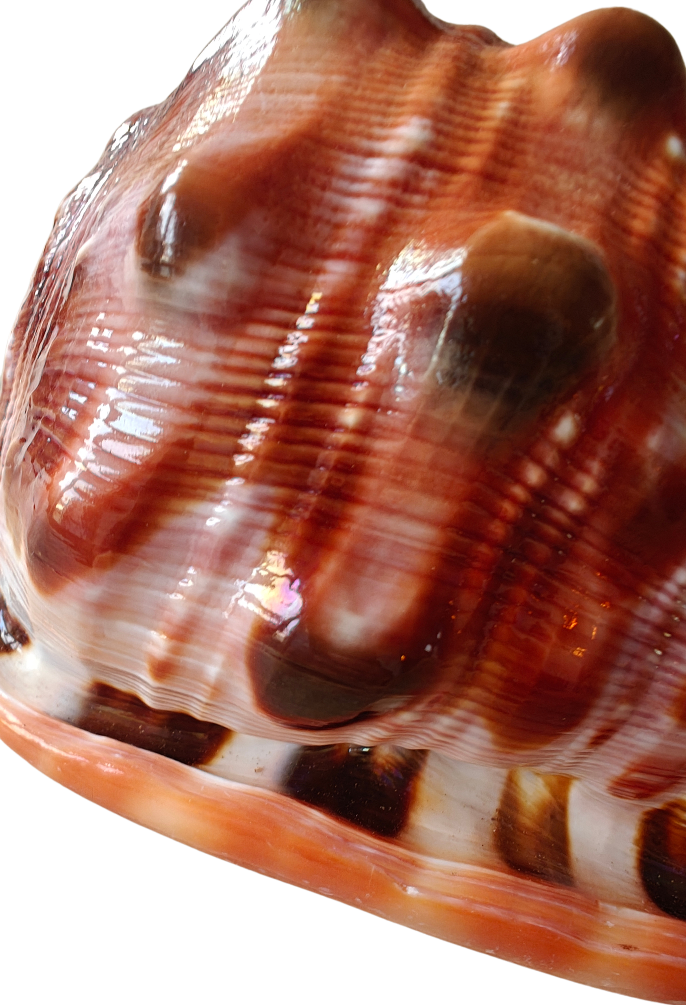 Product Import Holland – Großhandel Tischdeko – Nature Shell Serbung Merah – Küste, Strand, Ibiza Dekoration4