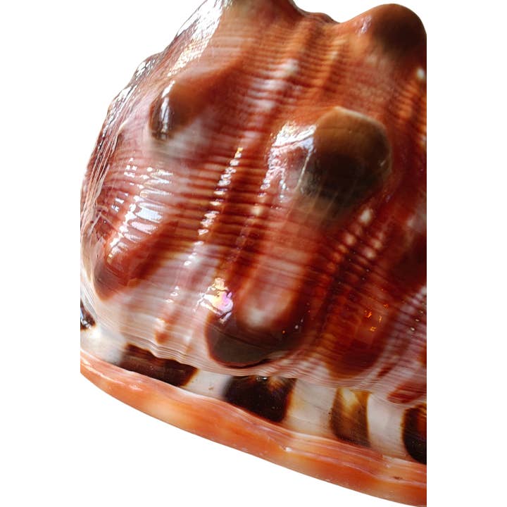 Product Import Holland – wholesale Decorative tabletop object – Nature shell Serbung Merah - coast - beach - Ibiza - deco4