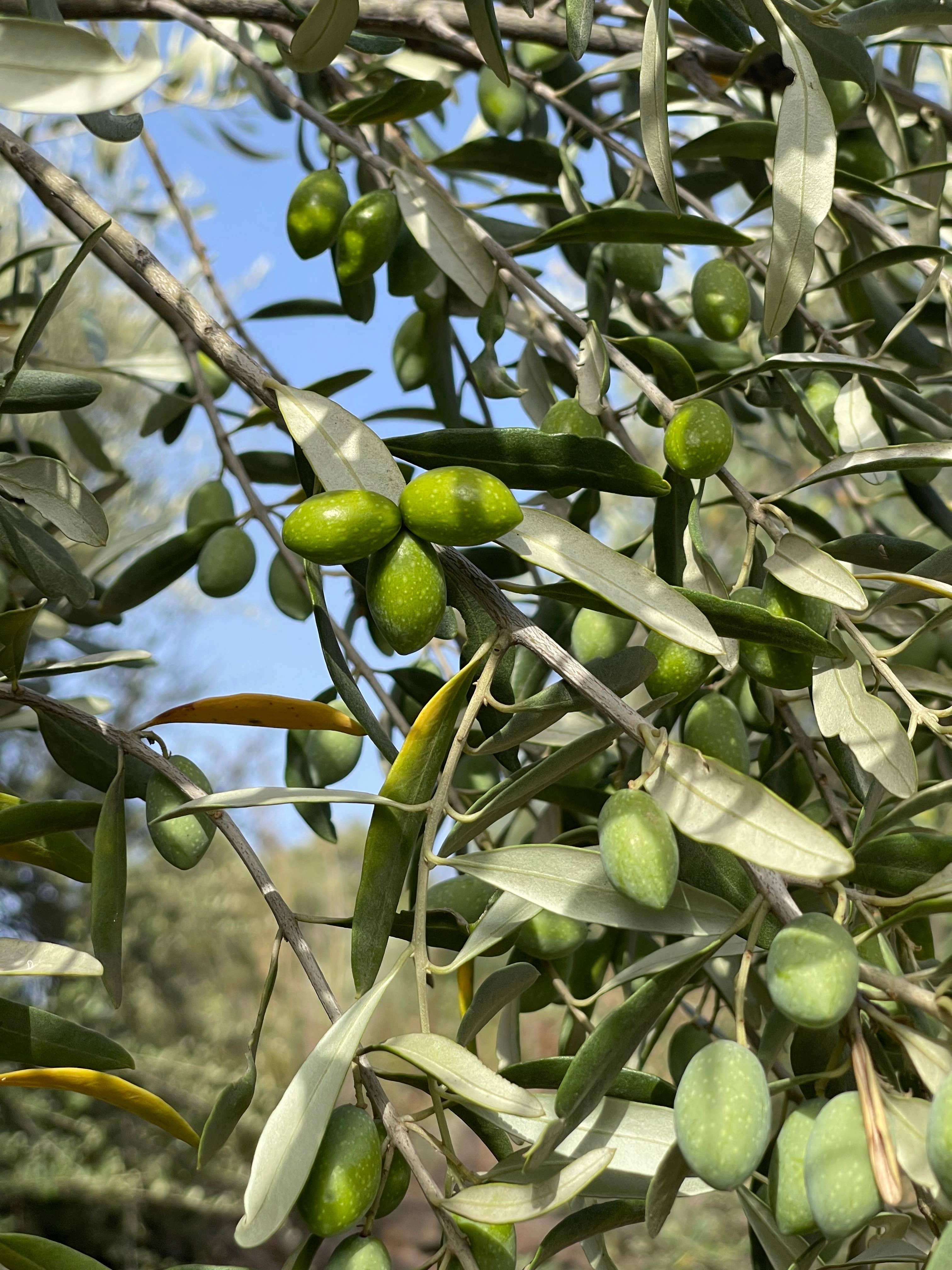 Masseria Estate - Wholesale Olive Oil - Hand-Harvested USDA Organic Extra Virgin Olive Oil (12)5