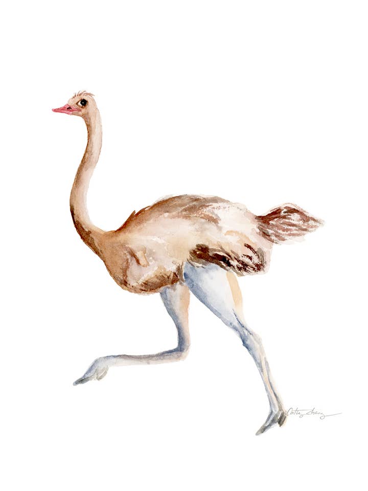 Ostrich Watercolor Art Print for wholesale by Easy Sunday Club