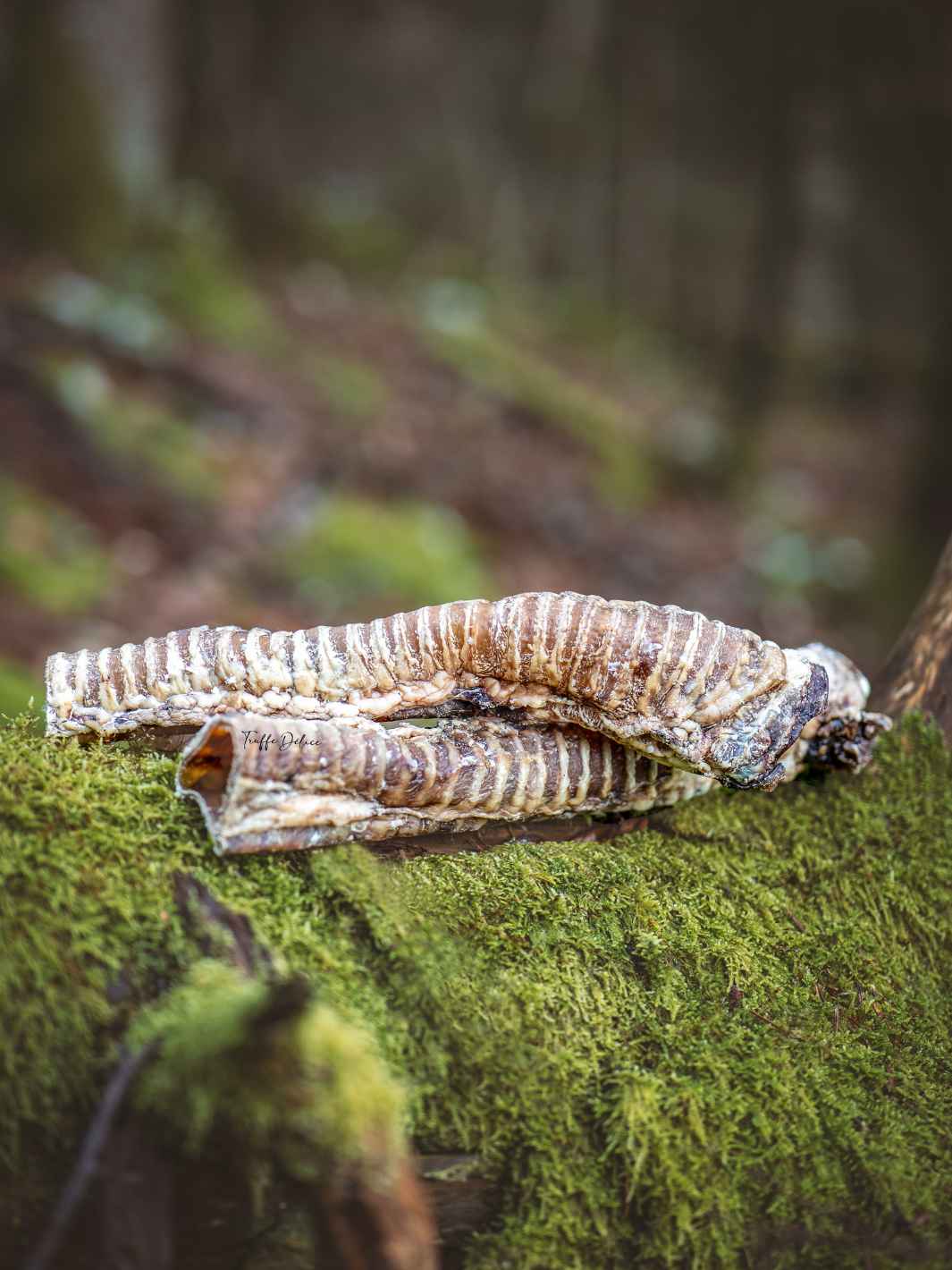 Truffe Délice - Vente Friandises – chien - Trachées de bœuf12