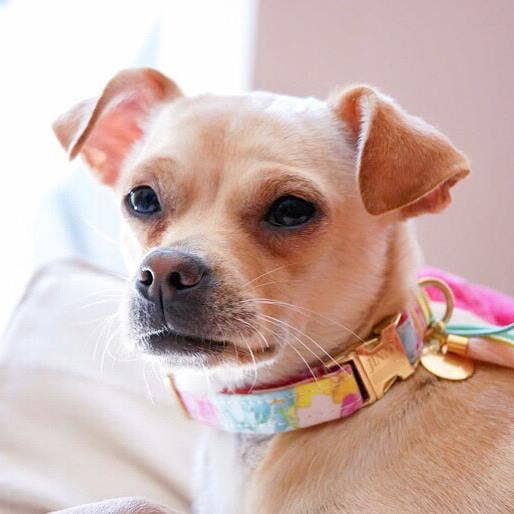 Frimousse Dog - Wholesale Pet Collar - Dog - “Pitchounette” floral adjustable dog collar2