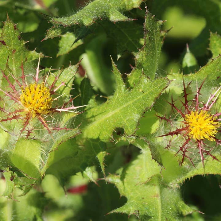 Blessed Thistle: Seed Pack - Organic for wholesale by Earthsong Seeds